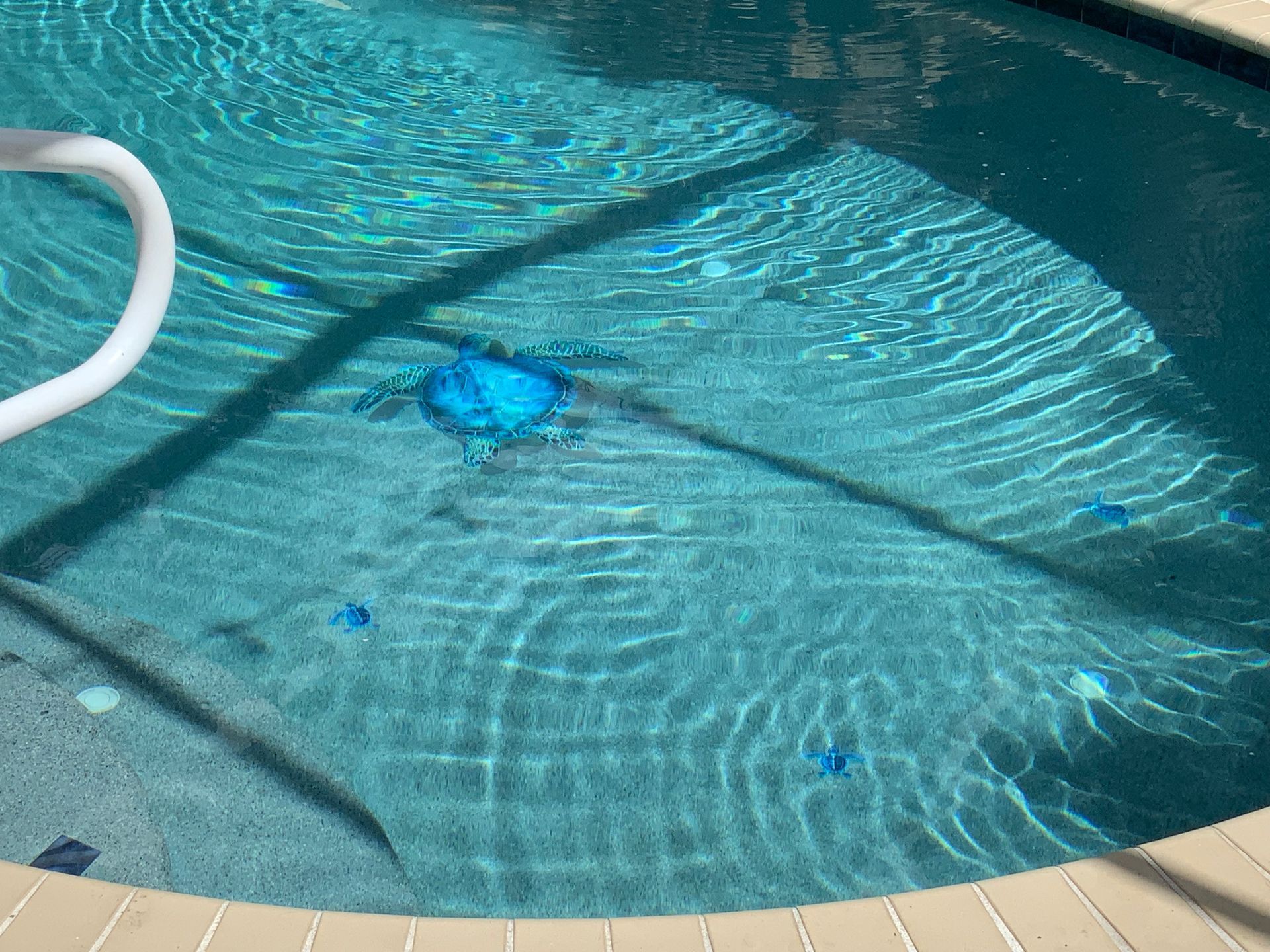 Blue pool with visible ripples, a robotic cleaner, and scattered debris. White handrail visible.