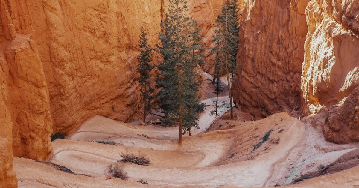 A small tree is growing in the middle of a canyon.