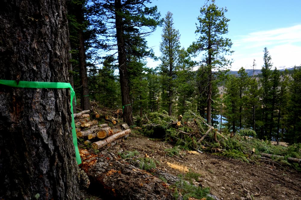 Land Clearing in Northern Rivers Lennox Head Tree Care