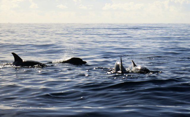 Dolphin Cruise in Perdido Key, FL