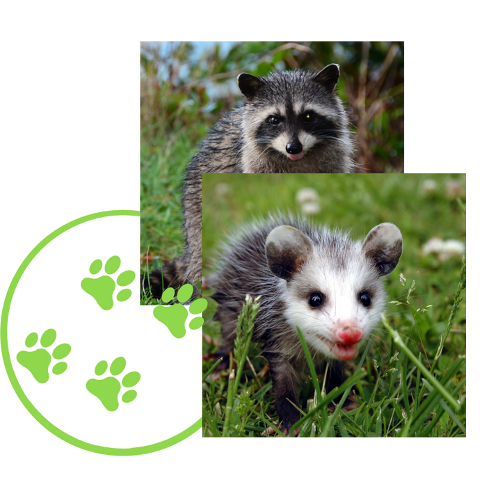 a raccoon and an opossum are standing in the grass .