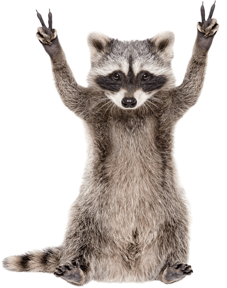 a raccoon is sitting on its hind legs with its arms in the air .