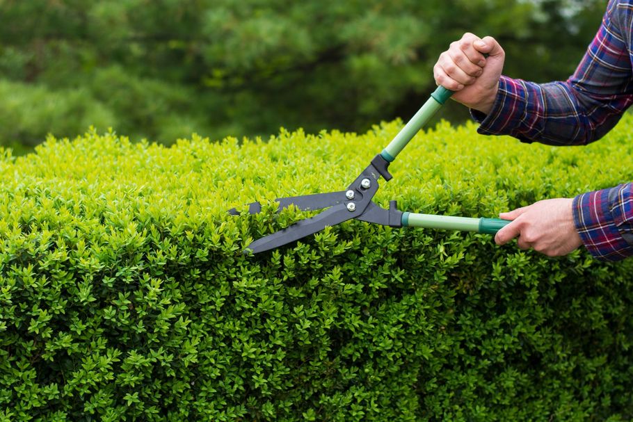 A person is trimming a hedge with a pair of scissors.