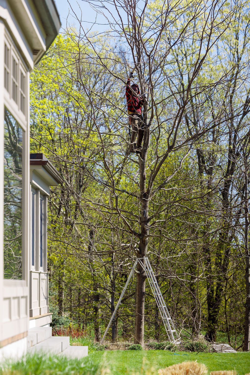 A man is climbing a tree with a ladder in front of a house.