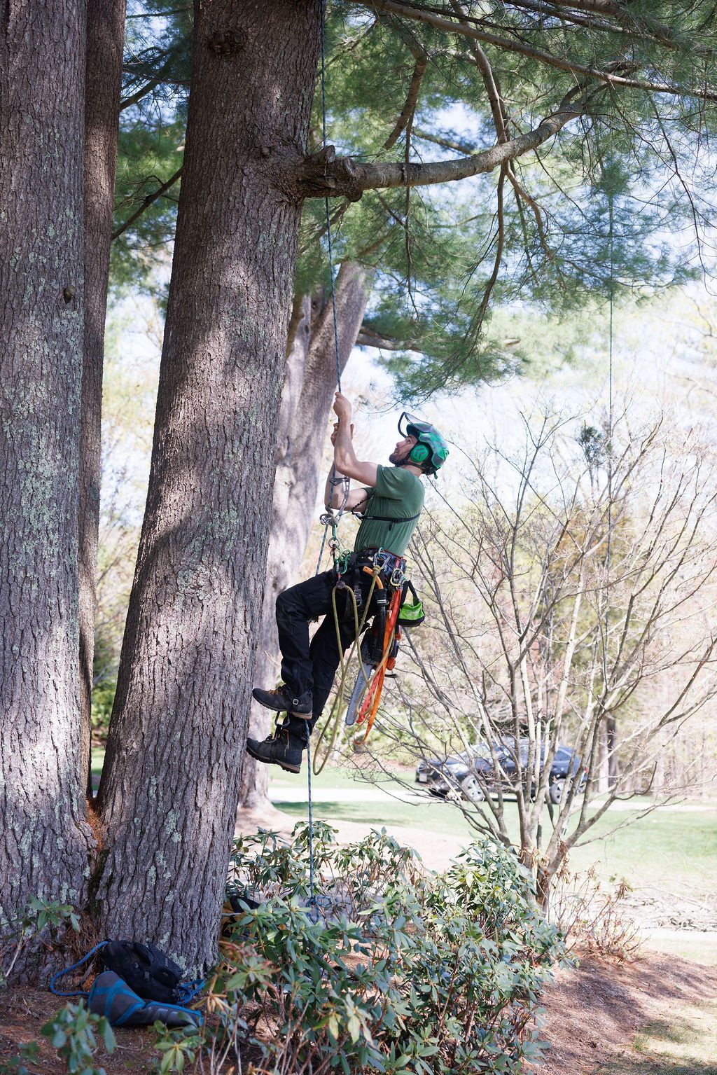 A man is climbing a tree in a park.