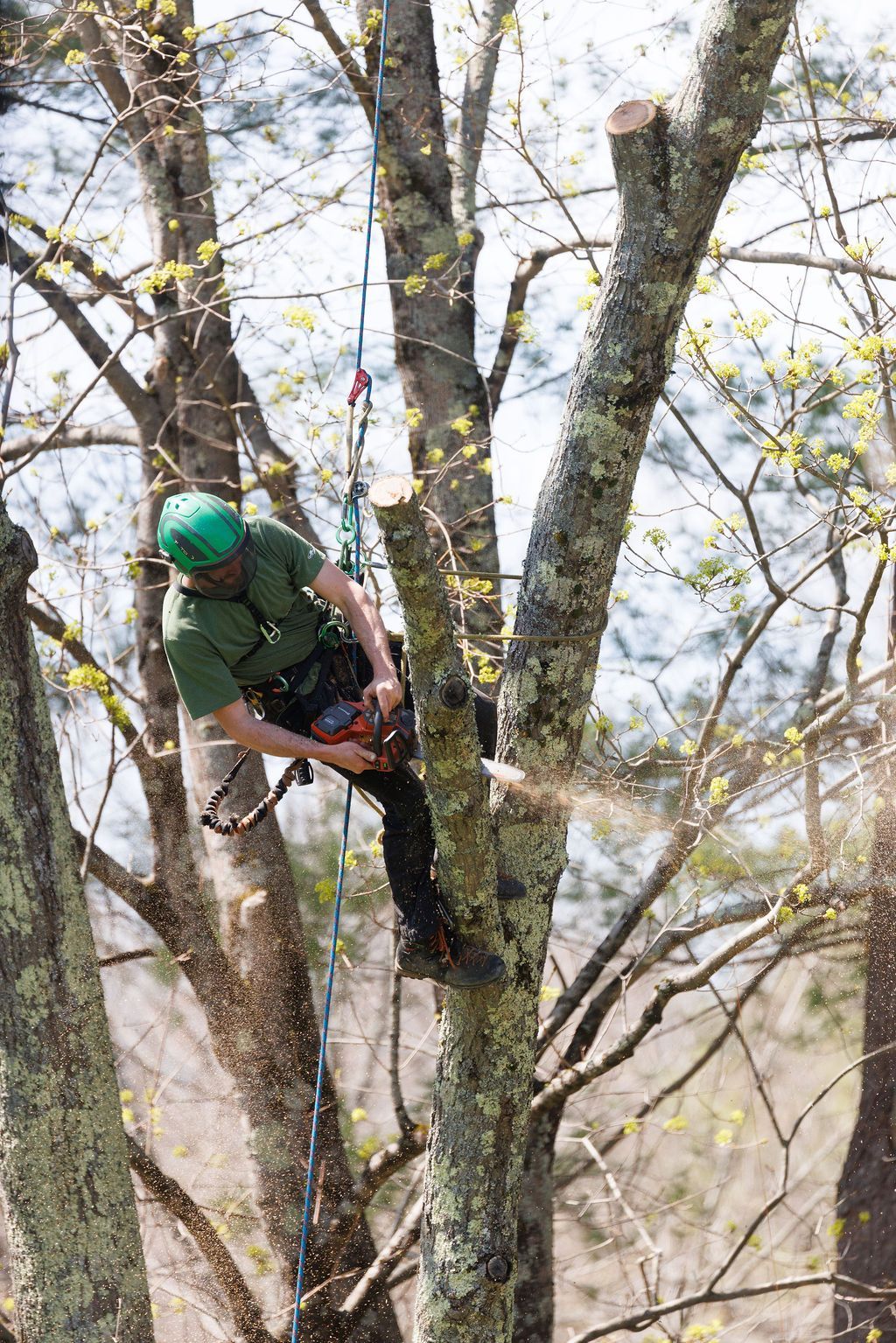 A man is climbing a tree with a chainsaw.