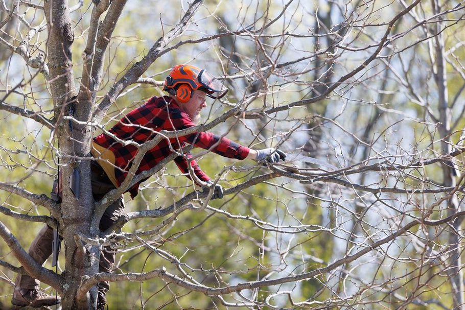 A man is cutting a tree branch with a chainsaw.