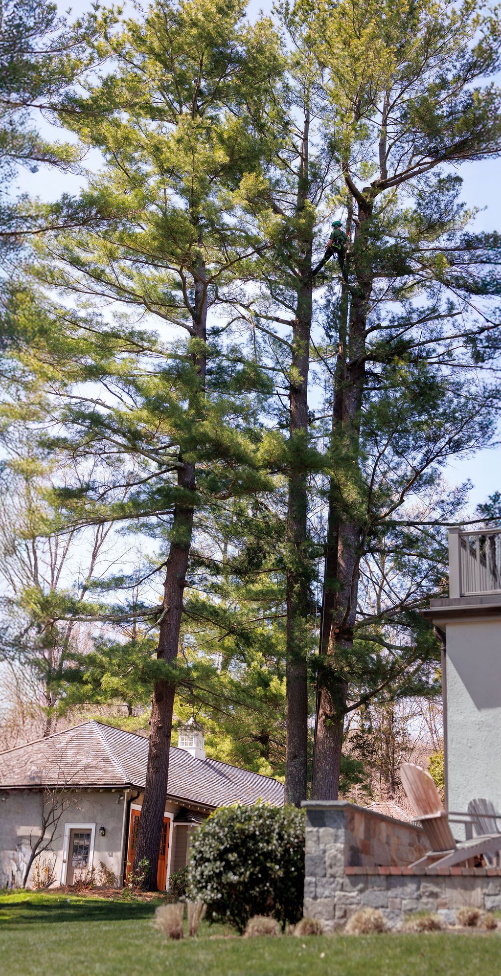 A house with a lot of trees in front of it.