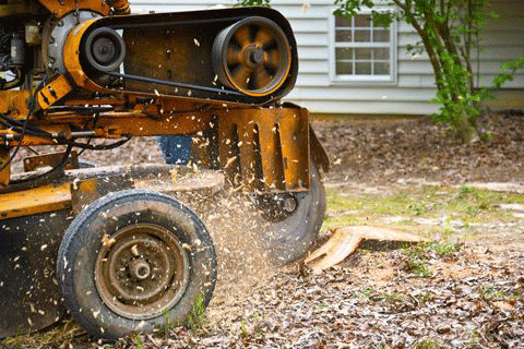 Stump Grinding — Olympia, WA — Baublits Land Clearing & Construction DBA BLC Construction