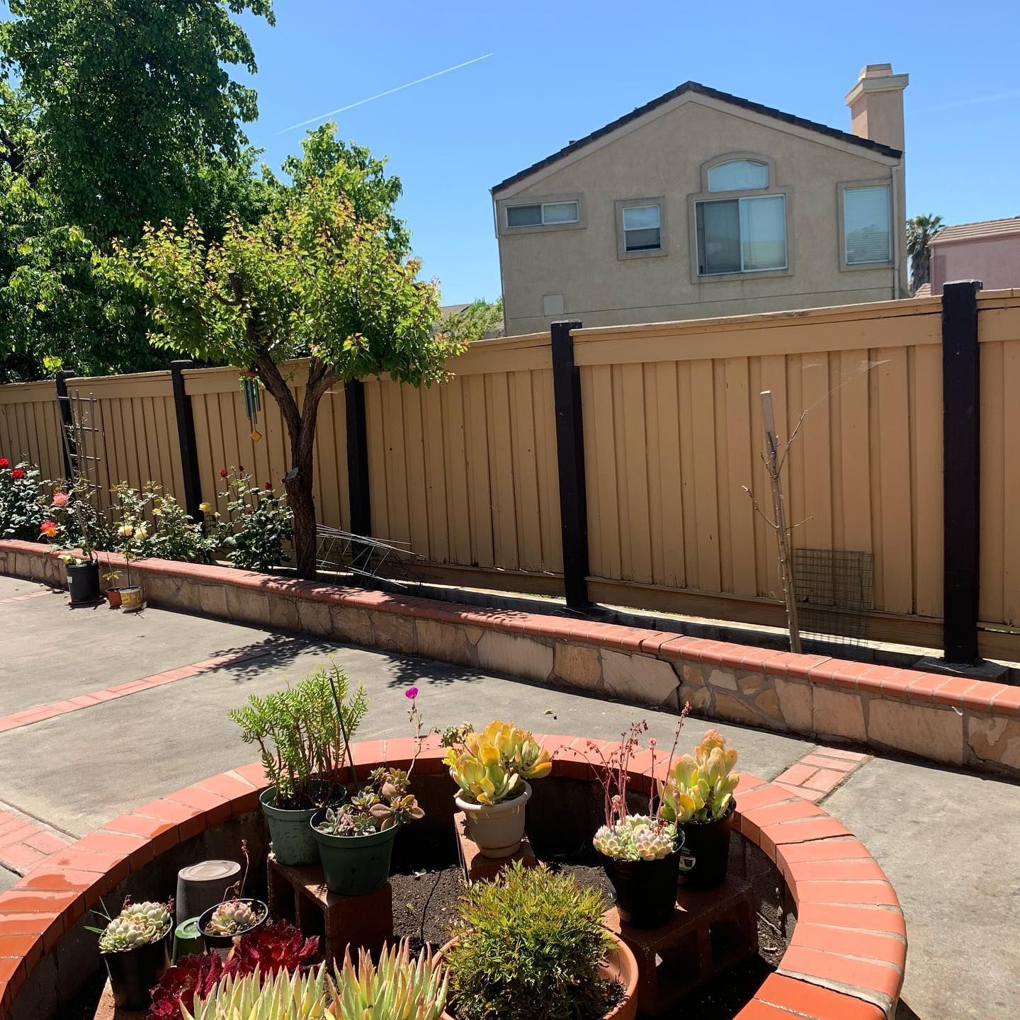 Backyard with succulents in a brick planter, beige fence, and a house under a clear blue sky.