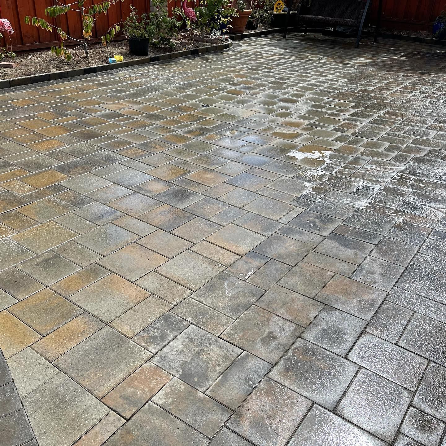 Paver patio partially wet after cleaning. Grey, brown, and tan pavers, with plants and wooden fence in the background.
