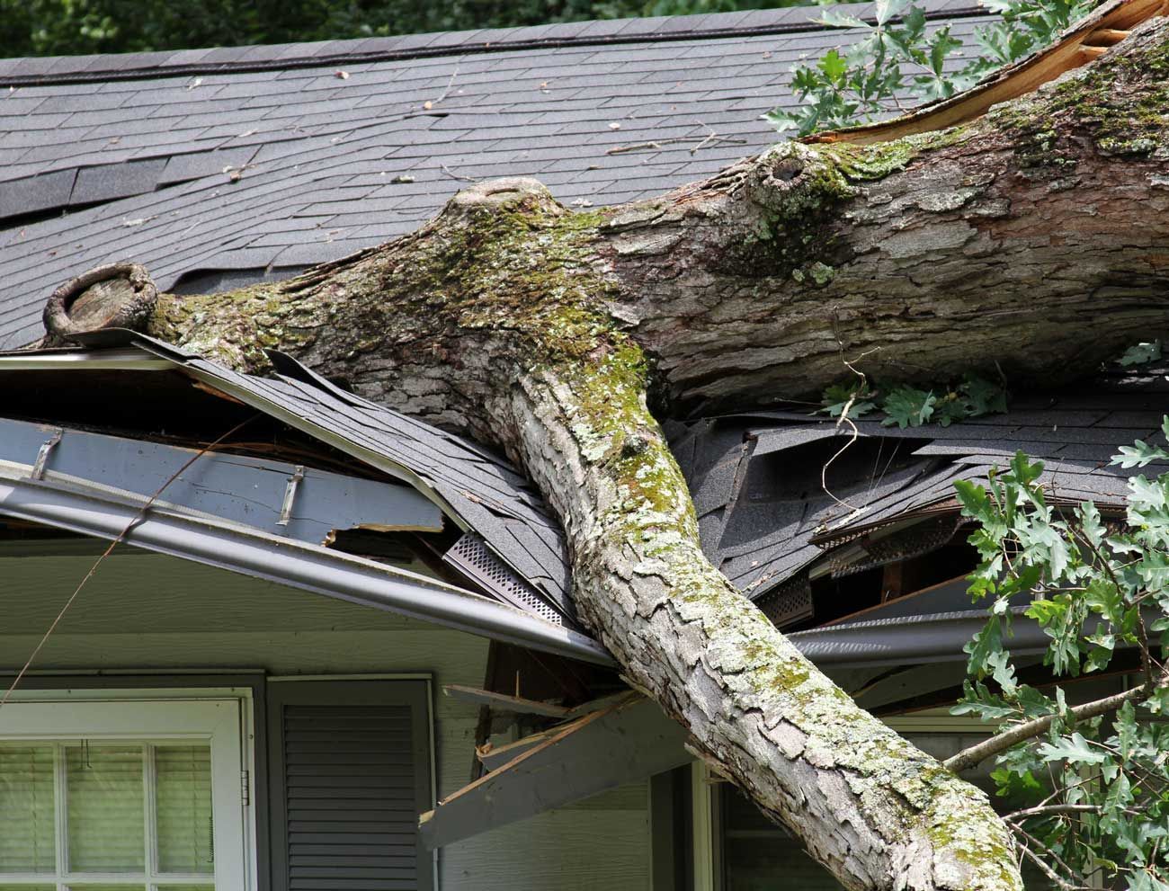 A tree has fallen on the roof of a house.