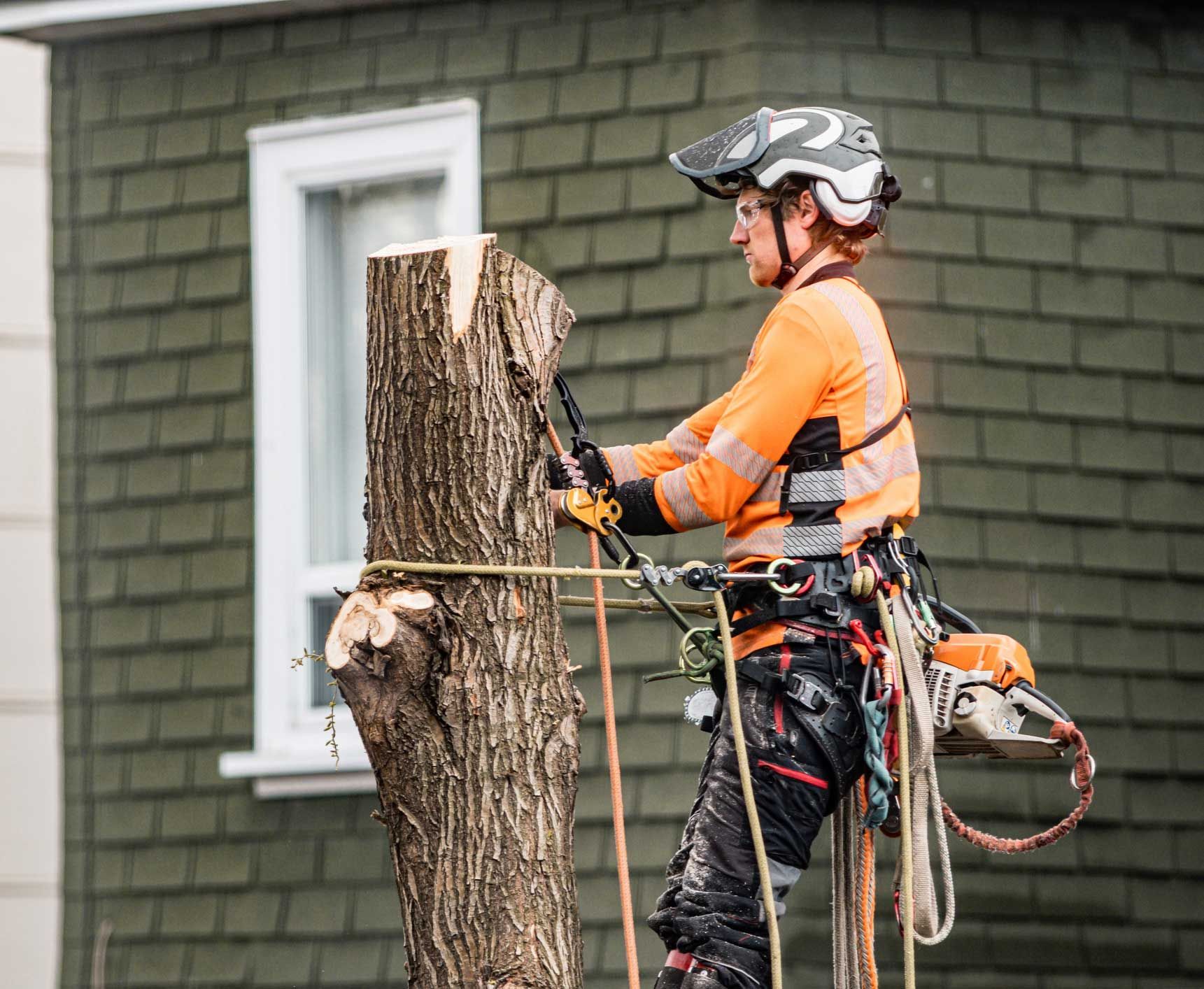 A man is cutting down a tree in front of a house.