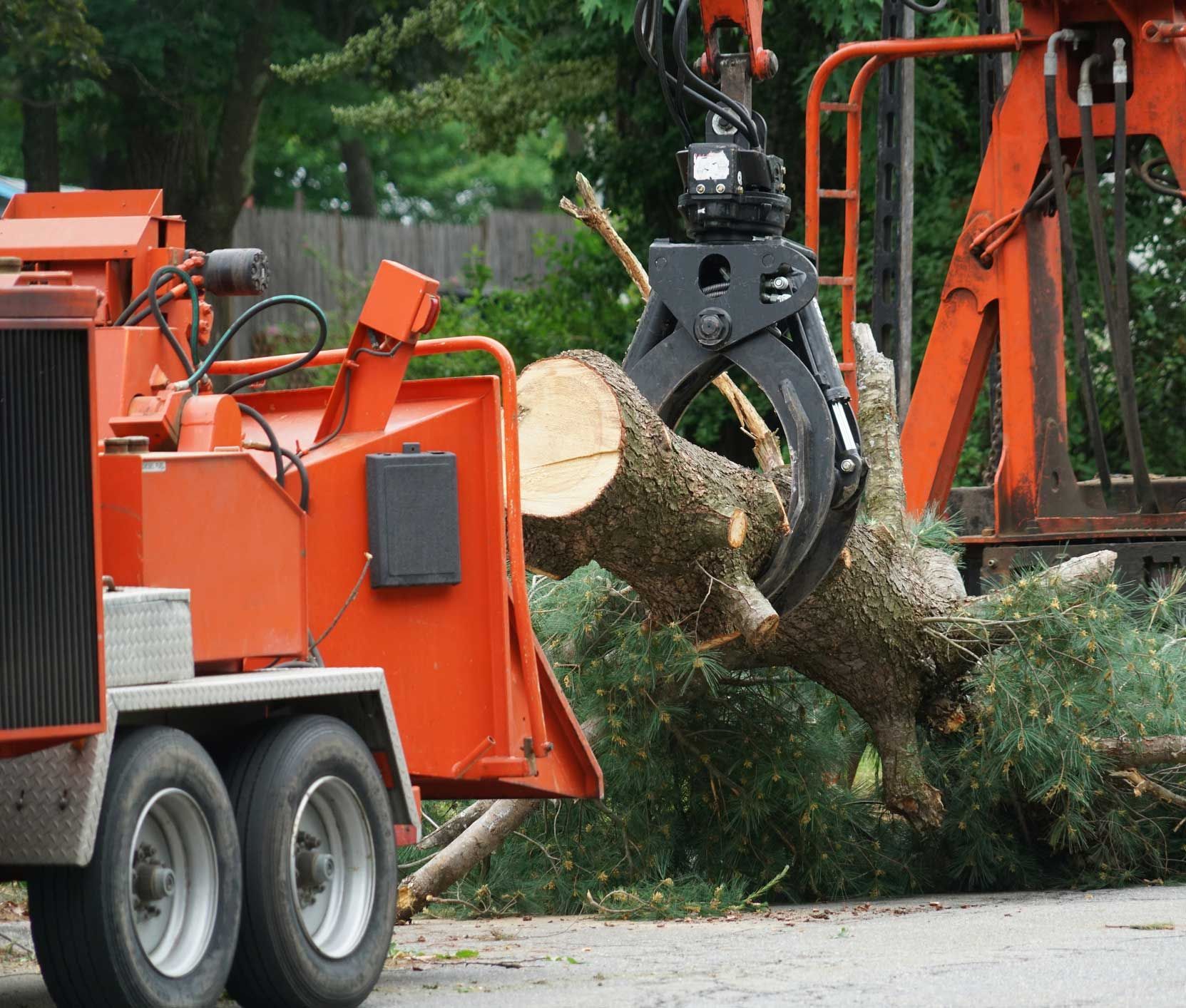 A tree is being cut down by a machine on a trailer