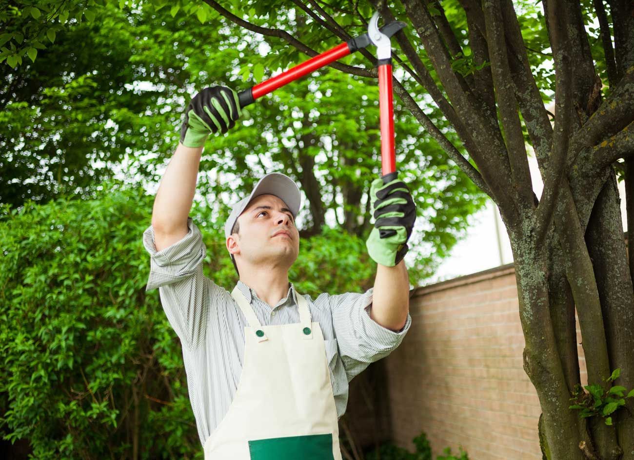 A man is cutting a tree with a pair of scissors.