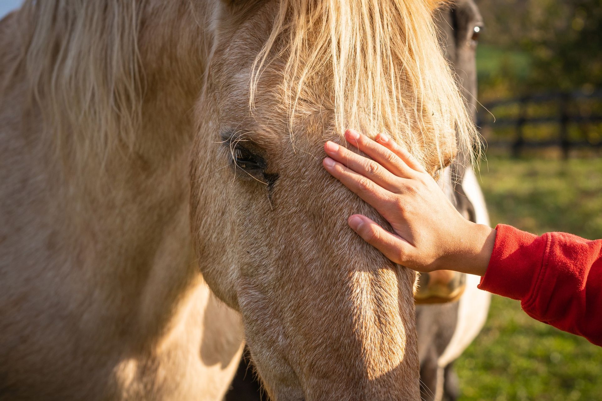Un caballo color canela recibe caricias en la cara de una mano con una manga roja. Otro caballo está detrás.