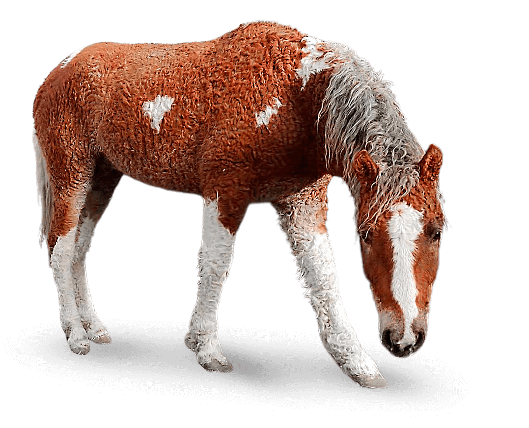 Caballo, con manchas marrones y blancas, cabeza gacha, pastando.