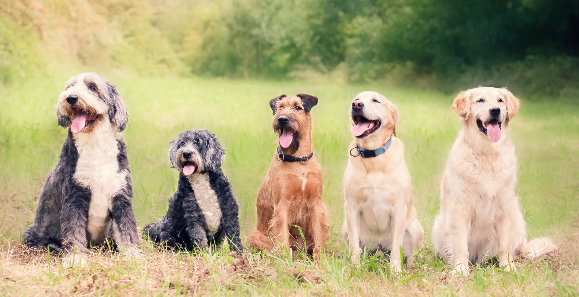 Group of Mature Dogs In A Field