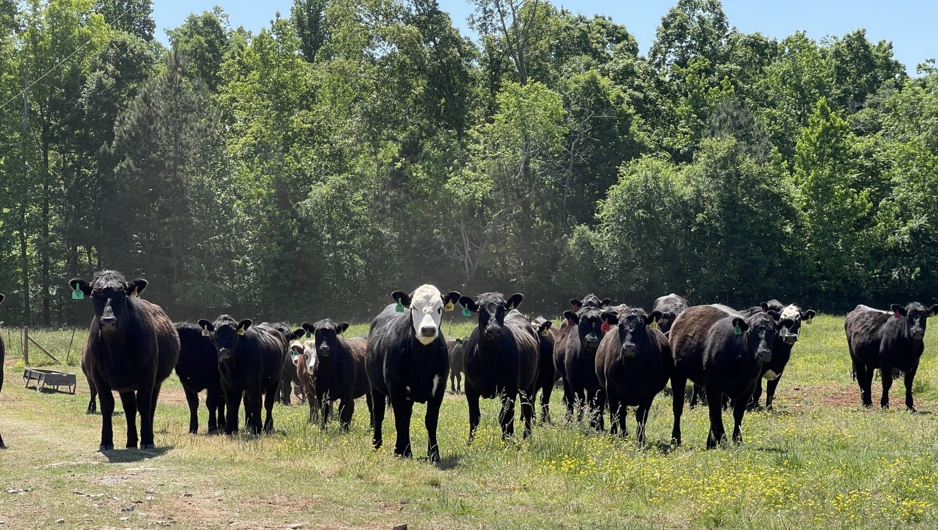 A herd of cows are standing in a grassy field.