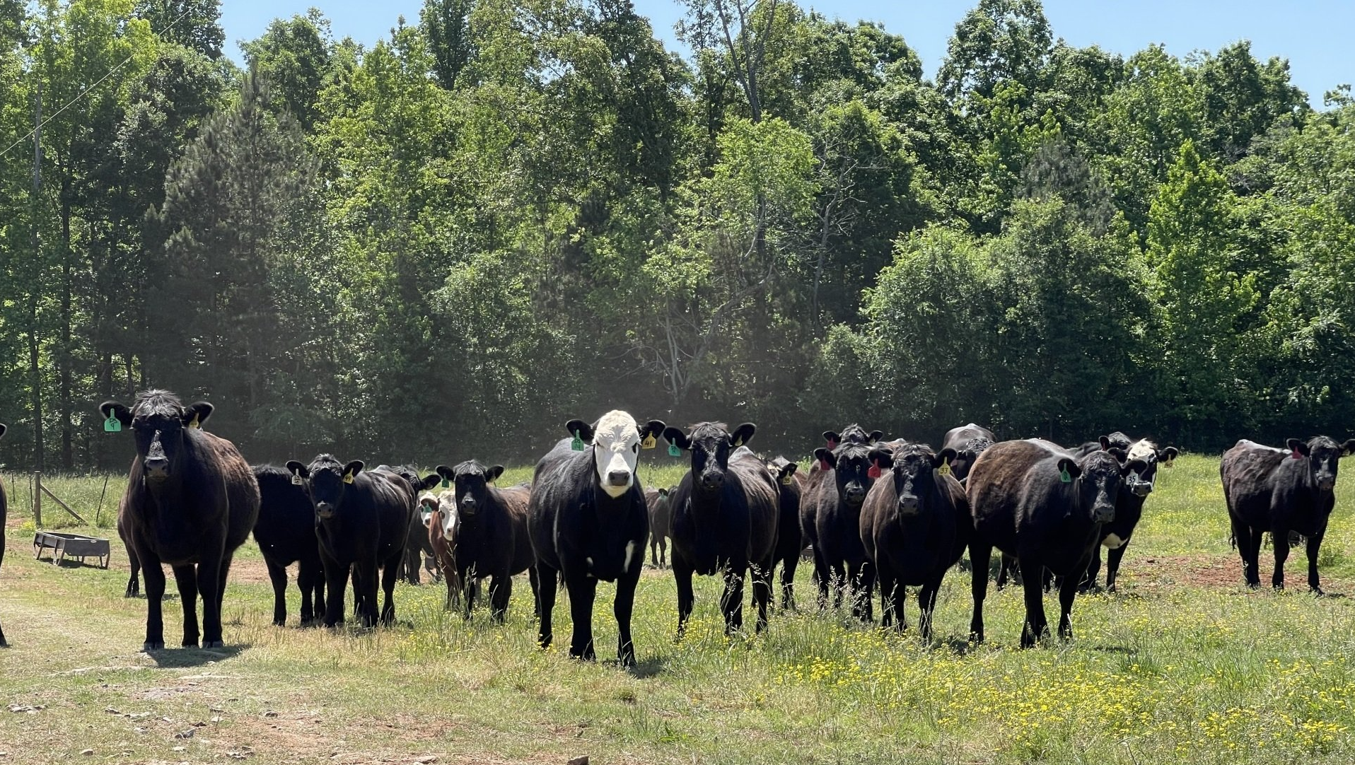 A herd of cows are standing in a grassy field.
