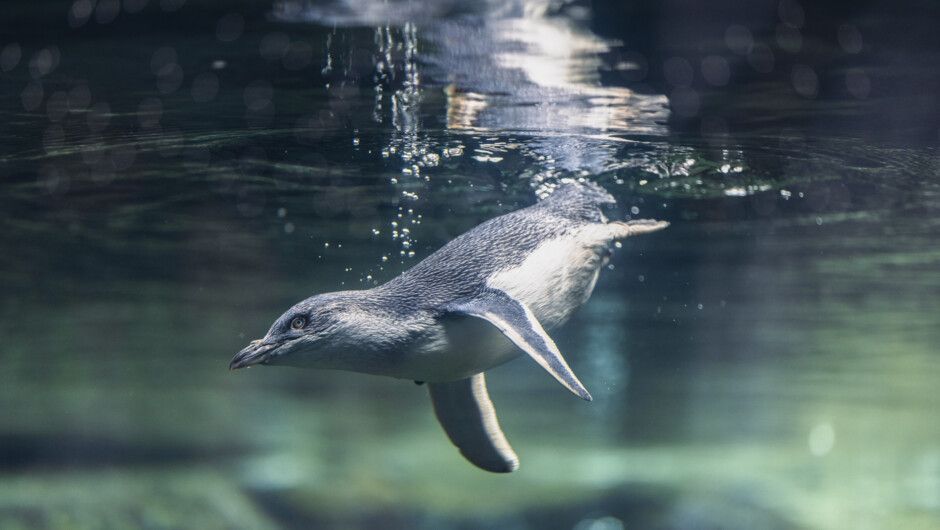 A penguin swimming underwater, its flippers outstretched. Light reflects off the water.