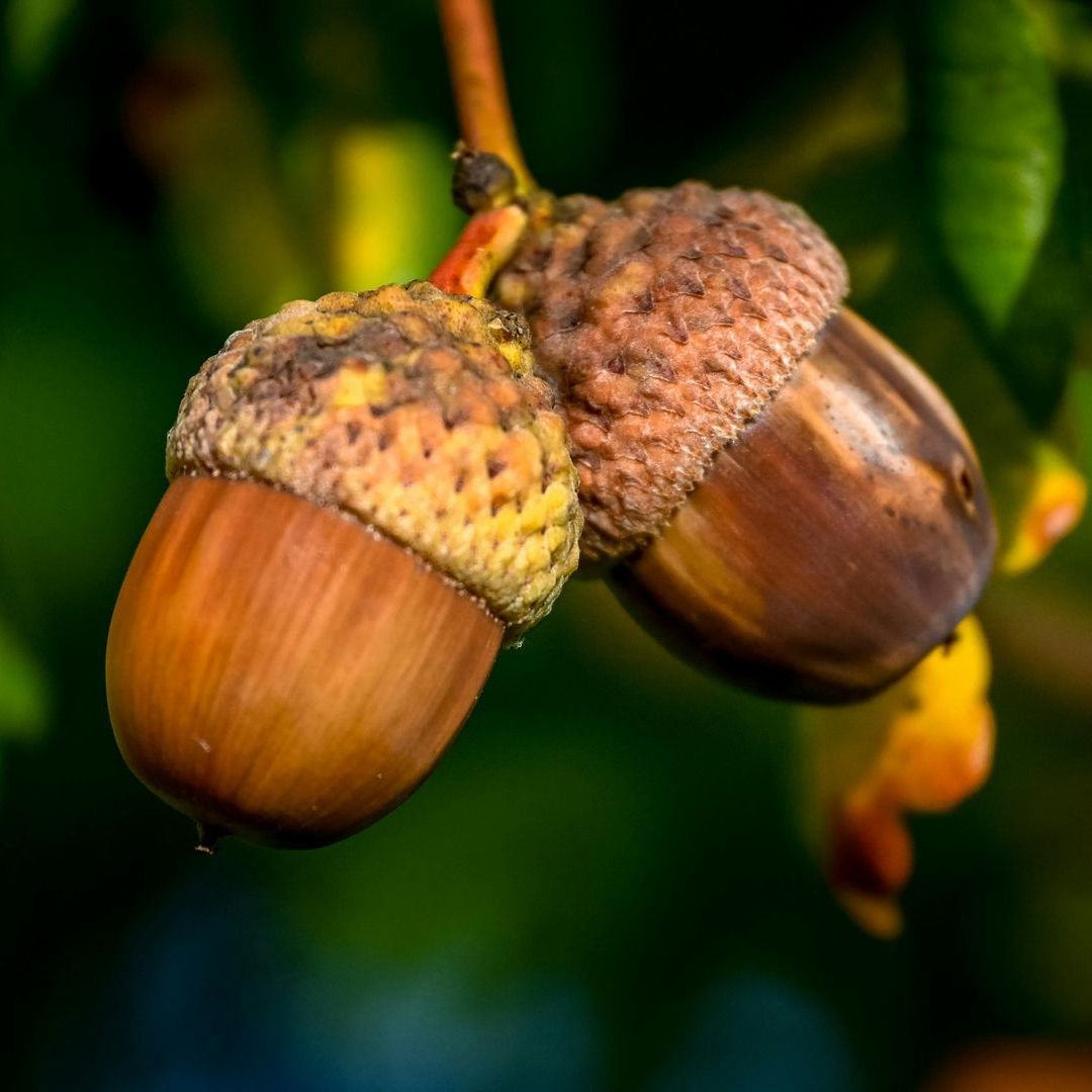 Two brown acorns hanging from a branch, with a blurred green background.