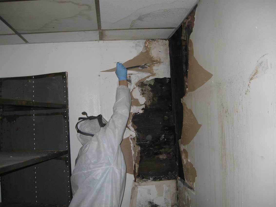 Mold Removal, 2