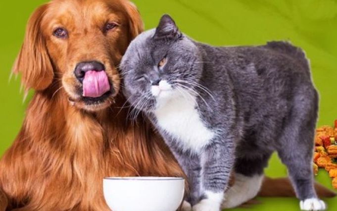 A dog and a cat are licking each other 's faces.