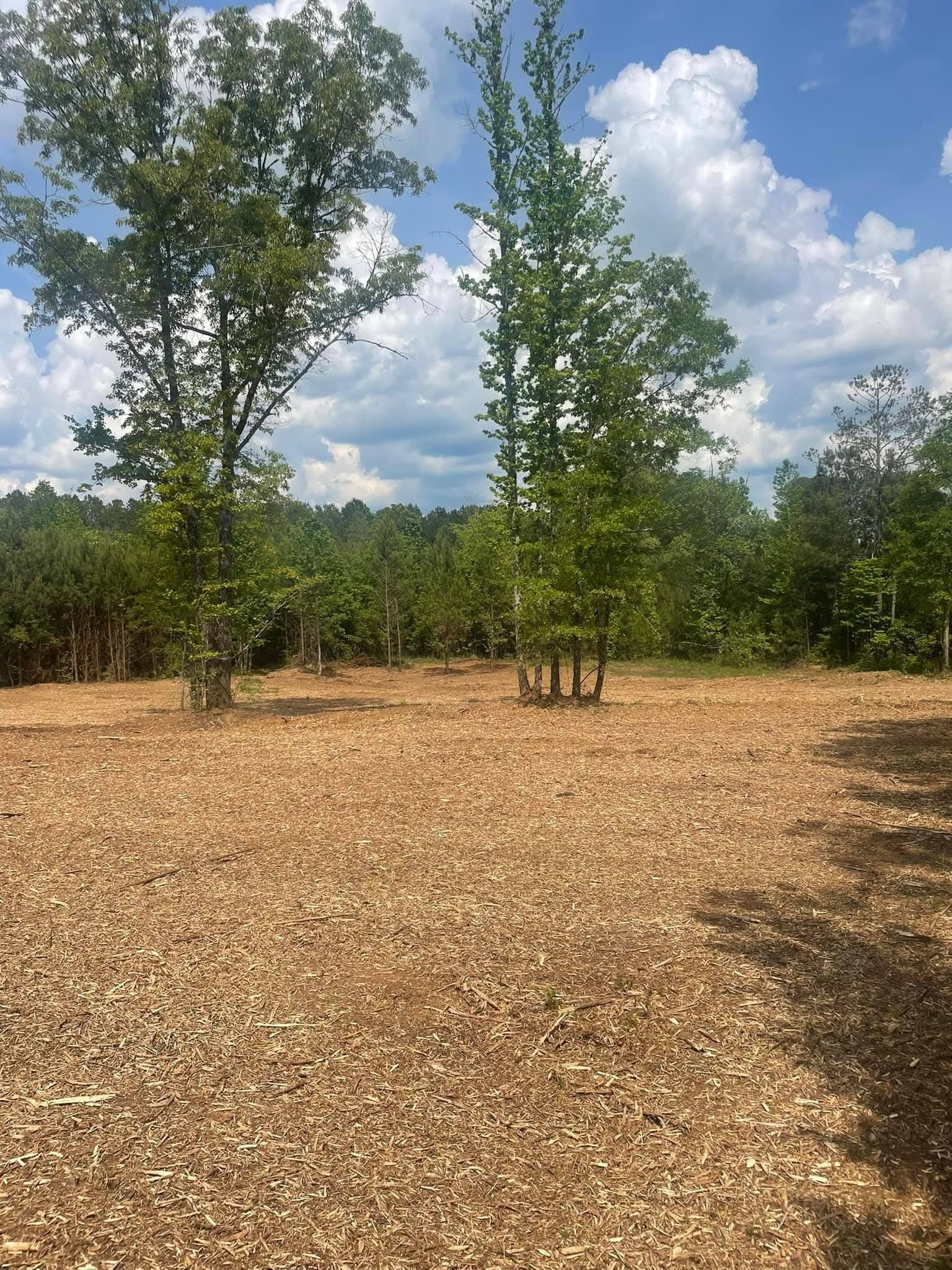A cleared patch of ground covered in wood chips, with two prominent trees standing in the center under a blue, cloudy sky.