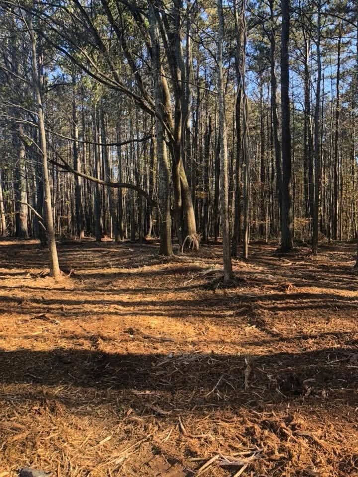 A sunlit forest floor covered in pine needles and scattered debris, backed by a dense stand of tall, dark pine trees.