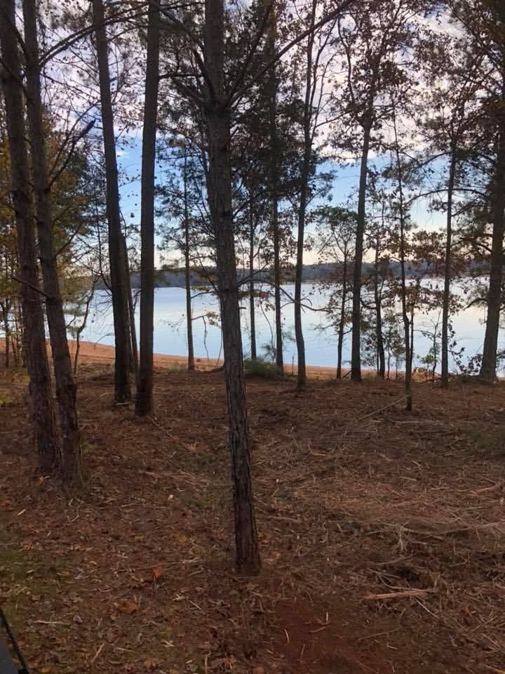 Tall pine trees frame a view of a calm, pale blue lake with a sandy shoreline under a clear sky.