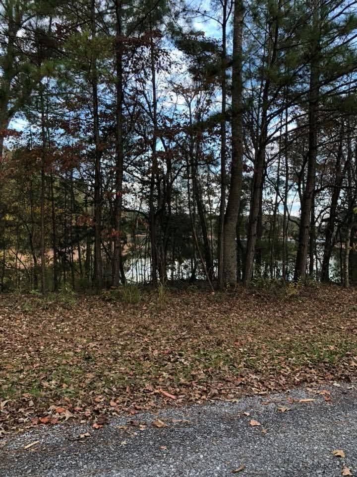 A view of a lake through a dense line of tall pine trees, seen from a paved area covered with scattered brown autumn leaves.