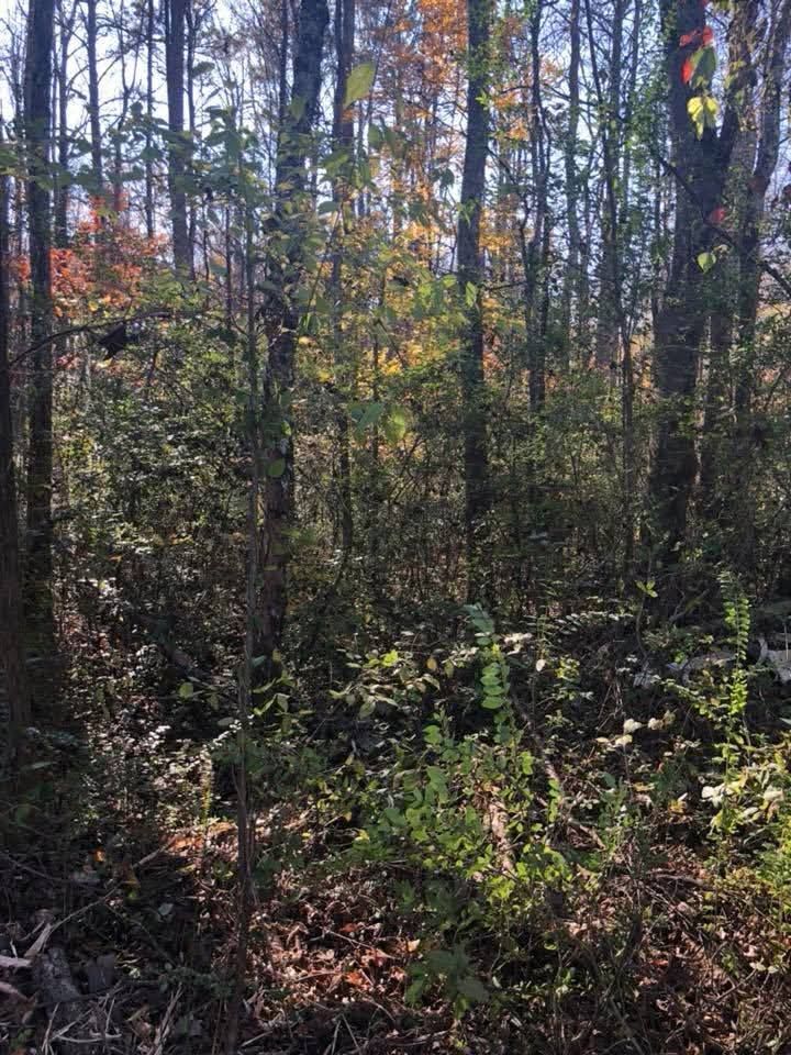 A dense forest scene with tall trees, green foliage, and scattered autumn leaves on the ground.