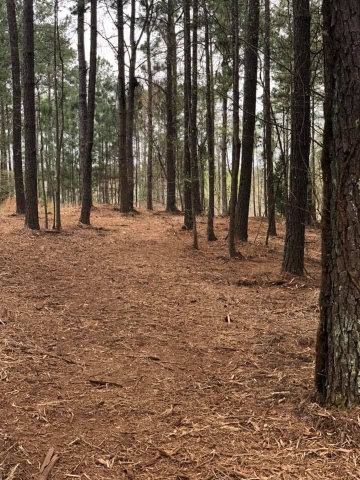 A clearing in a dense pine forest with a ground covered in brown pine needles under a cloudy sky.