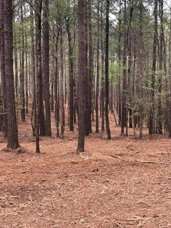 A view of a dense pine forest with tall, dark trunks rising from a ground covered in brown, fallen pine needles.