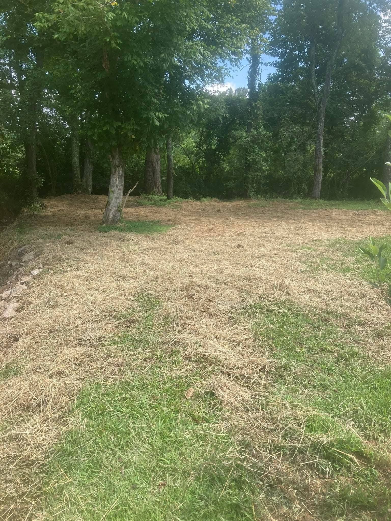 A patch of ground covered in wood chips sits in front of a dense, green forest under a blue sky.