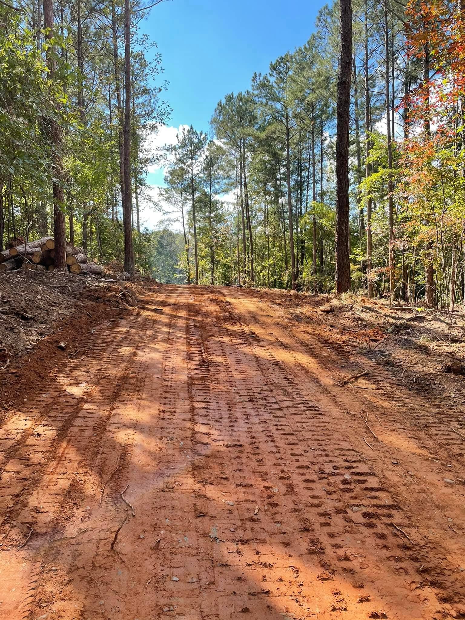 A dirt road with deep tire tracks cuts through a sunny forest of tall, green pine trees.
