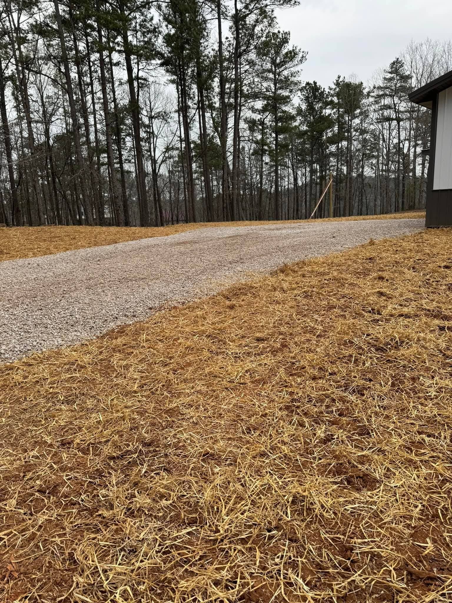 A gravel driveway leads toward a line of tall pine trees in a yard covered in fallen brown leaves.