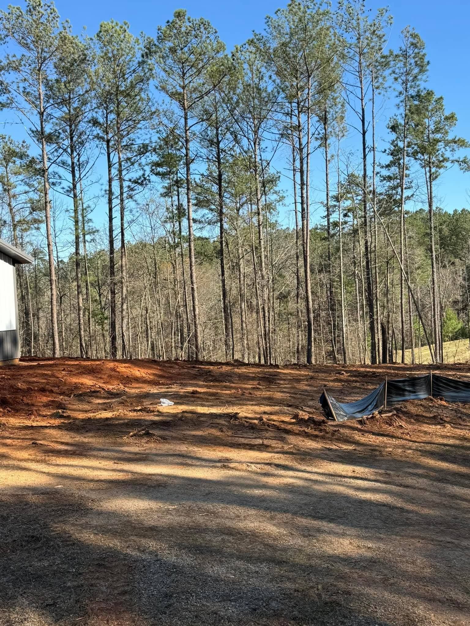 A dirt yard with a pile of dark material in the foreground, bordering a dense line of tall pine trees under a clear sky.