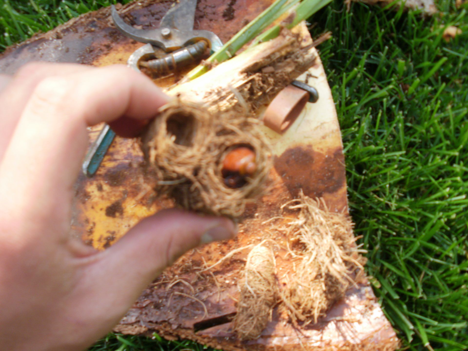 disinfestazioni da punteruolo rosso a Bari 