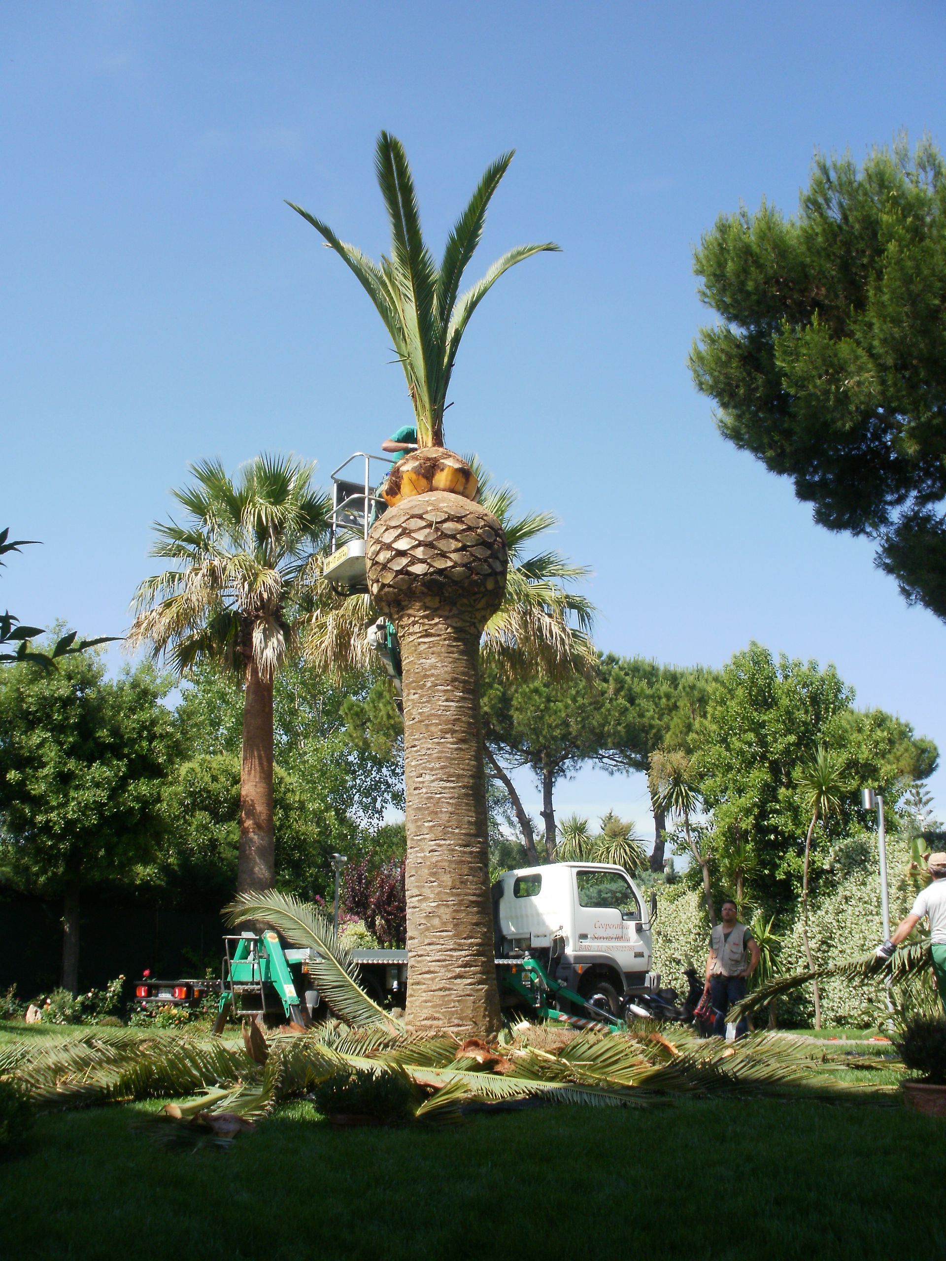 disinfestazioni da punteruolo rosso a Bari 