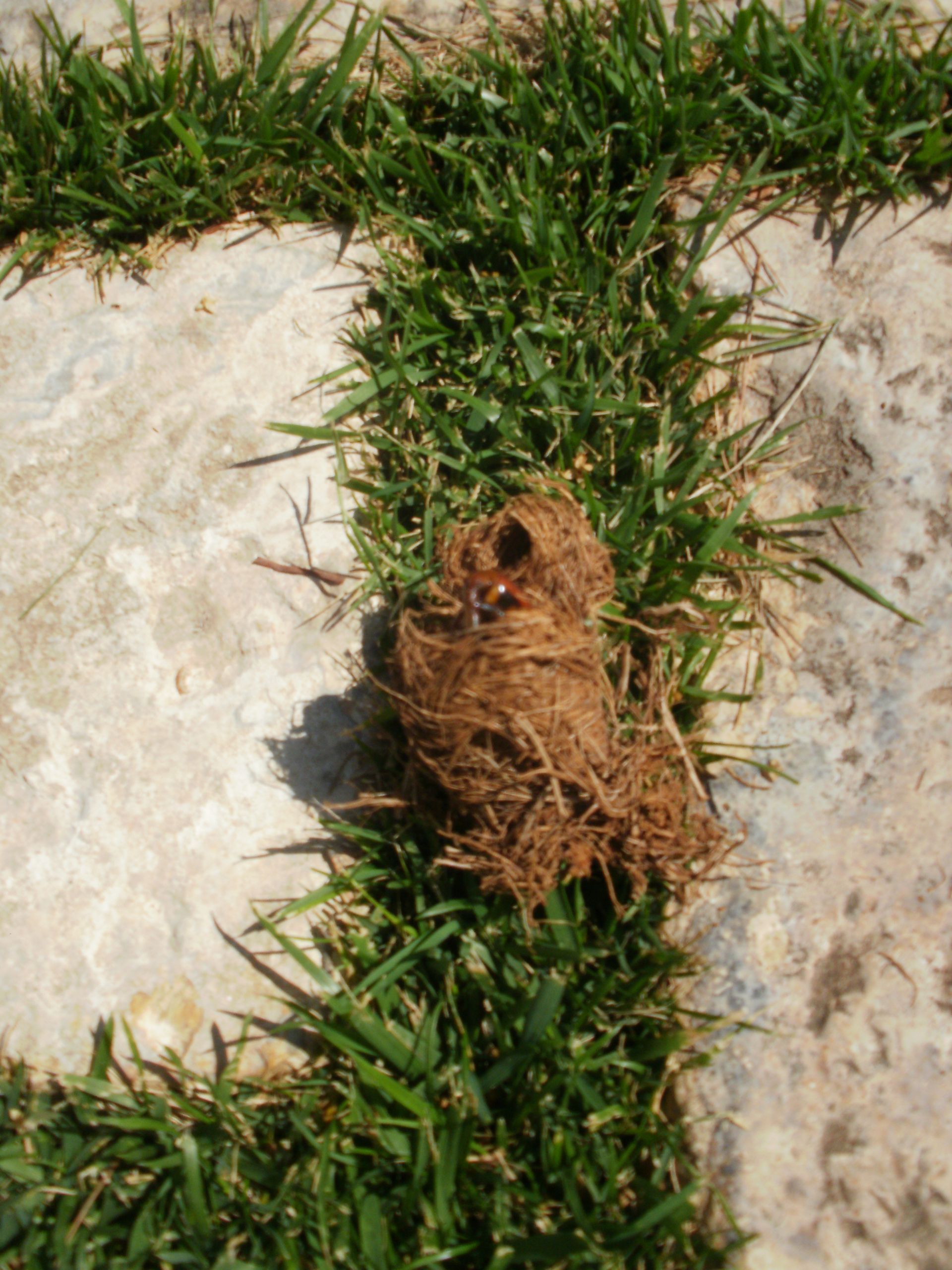 disinfestazioni da punteruolo rosso a Bari 