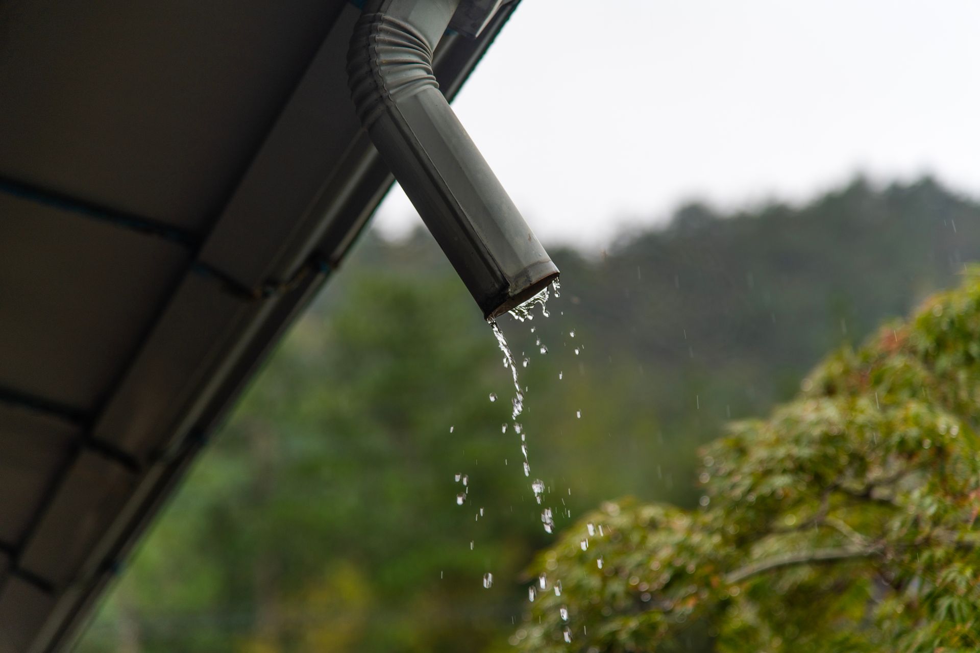 Rainwater drips from a dark gutter against a blurred green forest backdrop.