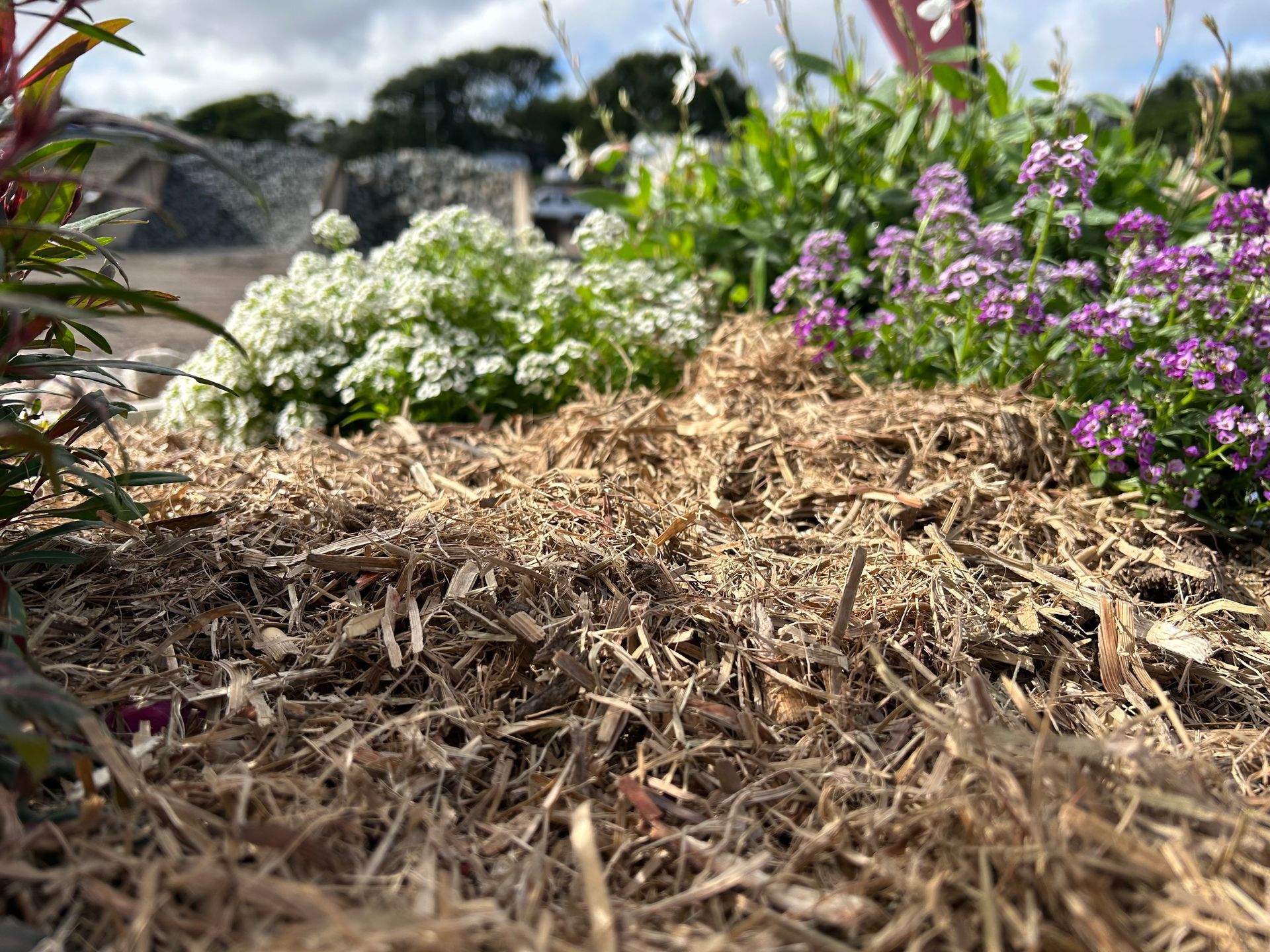 A Person Wearing Purple Gloves is Planting a Tree — Campbell's Truck and Bobcat and Landscape Supplies In Gympie, QLD