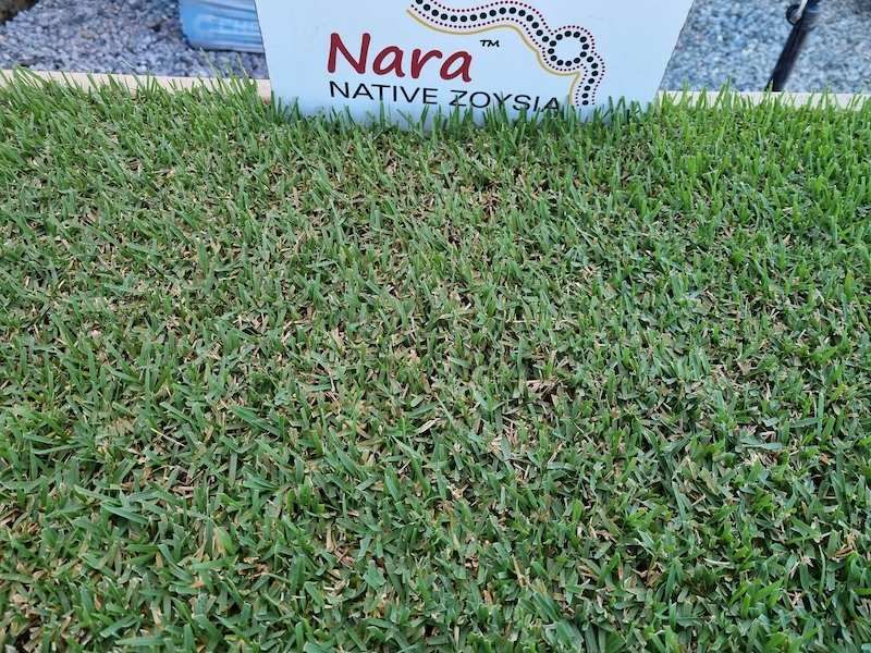 Nara Native Zoysia Lawn Grass — Campbell's Truck and Bobcat and Landscape Supplies In Gympie, QLD