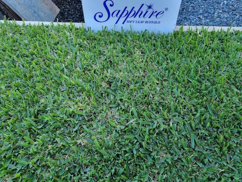 Sapphire Buffalo Lawn Grass — Campbell's Truck and Bobcat and Landscape Supplies In Gympie, QLD