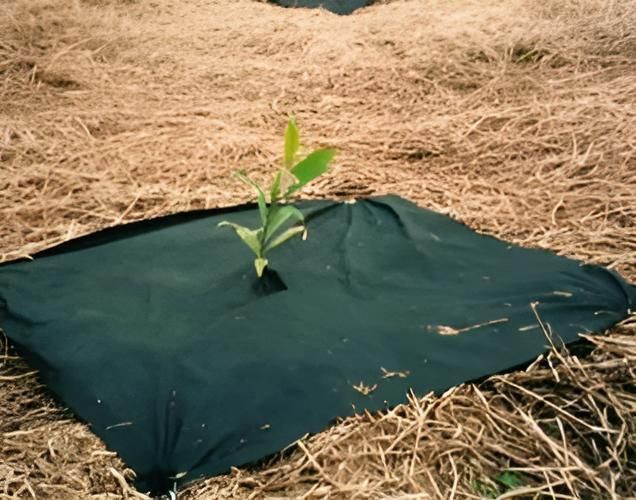 A Small Plant Is Growing Out Of A Piece Of Black Cloth — Campbell's Truck and Bobcat and Landscape Supplies In Gympie, QLD