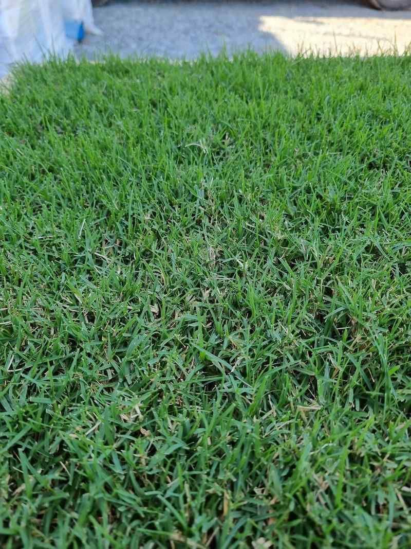 Wintergreen Couch Lawn Grass — Campbell's Truck and Bobcat and Landscape Supplies In Gympie, QLD