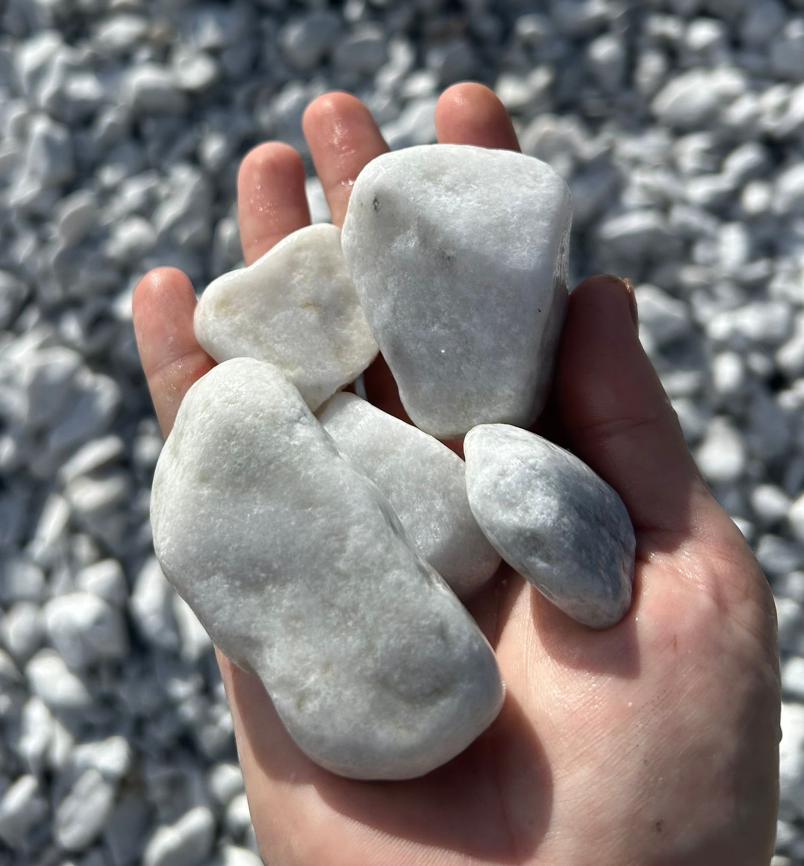 Hand holding several smooth white pebbles on a gray rocky beach — Campbell's Truck and Bobcat and Landscape Supplies In Gympie, QLD