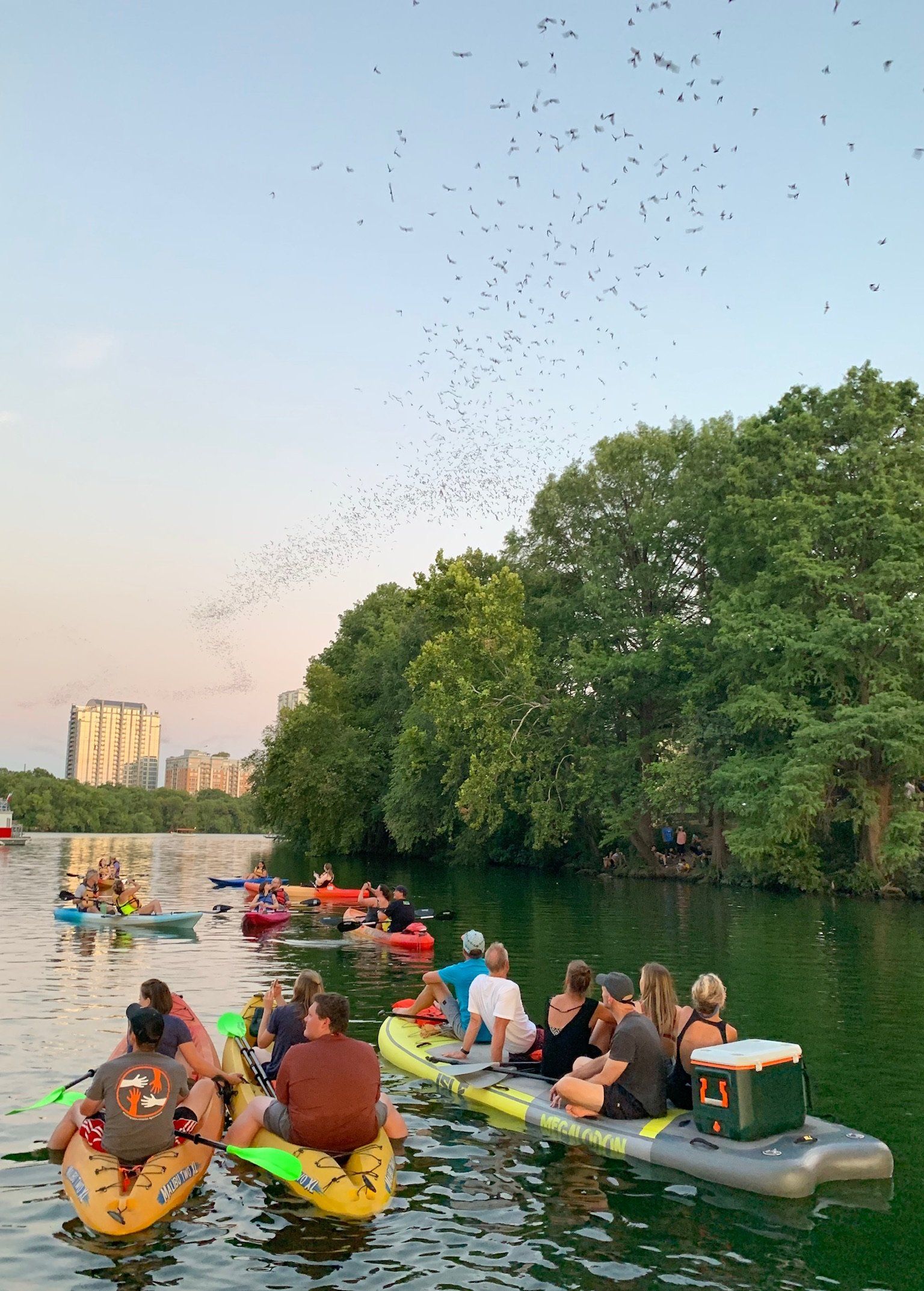 boats and bats - Austin Kayak and Paddle Board and Tubing tours
